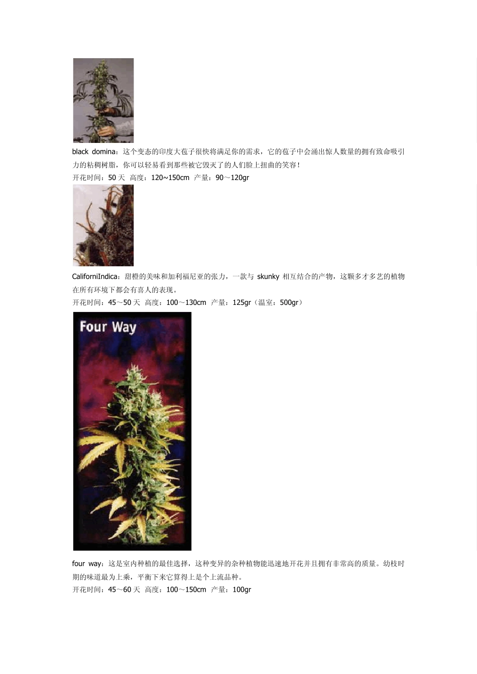 大麻种类,各种VIP!美丽的大麻叶!!绝美!!!!!!_第2页