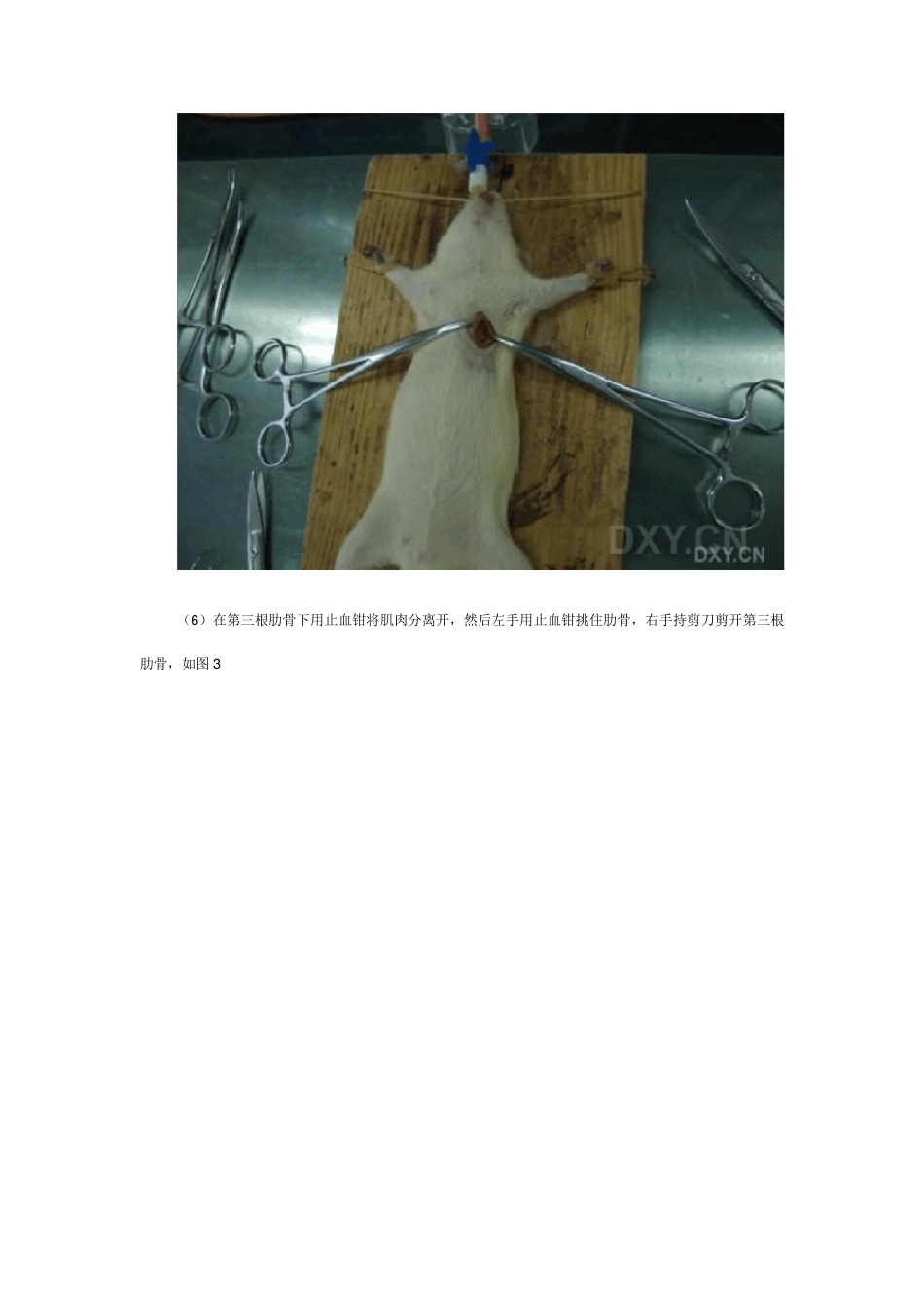 大鼠急性心肌缺血模型制备详细图解_第2页