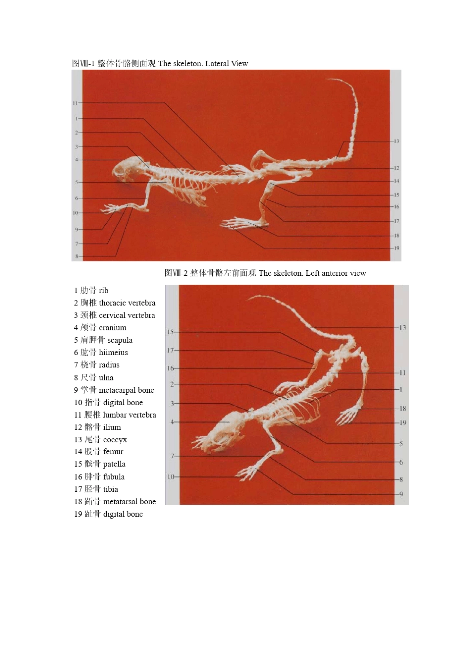 大鼠的解剖图谱_第2页