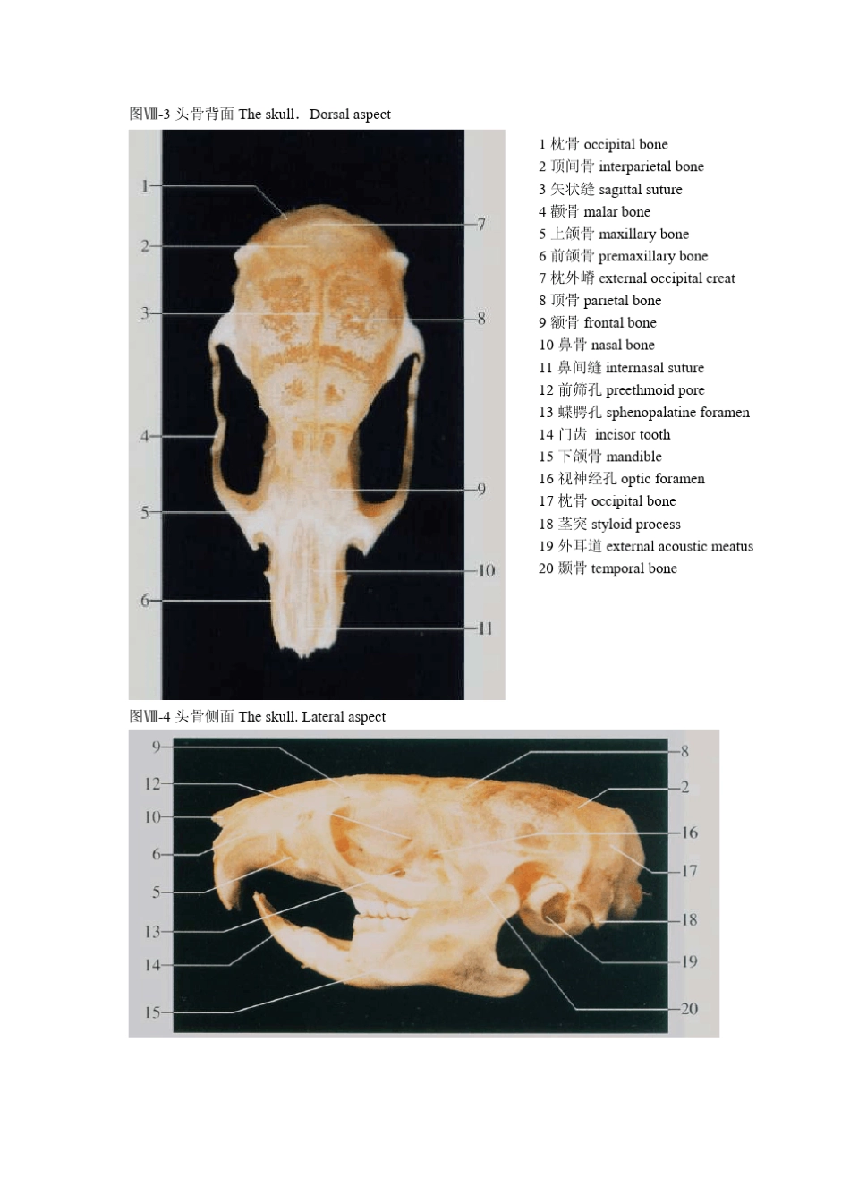 大鼠的解剖图谱_第3页