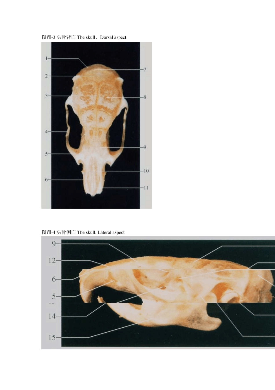 大鼠和小鼠解剖图谱(照片版)_第2页