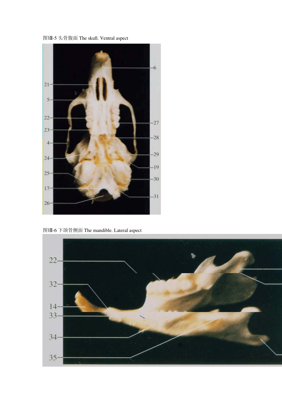 大鼠和小鼠解剖图谱(照片版)_第3页