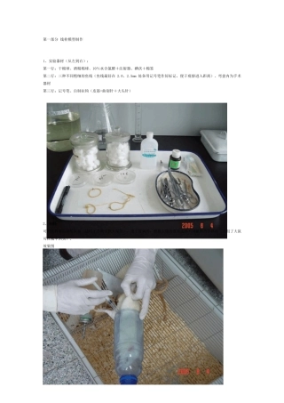 大鼠线栓(MCAO)模型+灌注取脑+TTC染色
