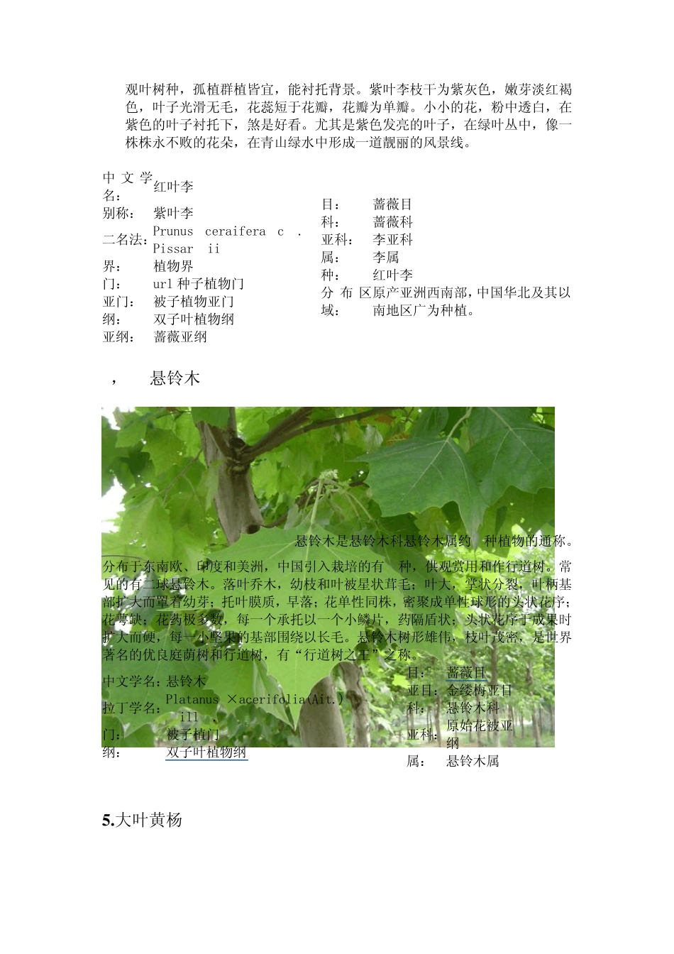 天津城建学院园林观赏植物调查报告_第3页