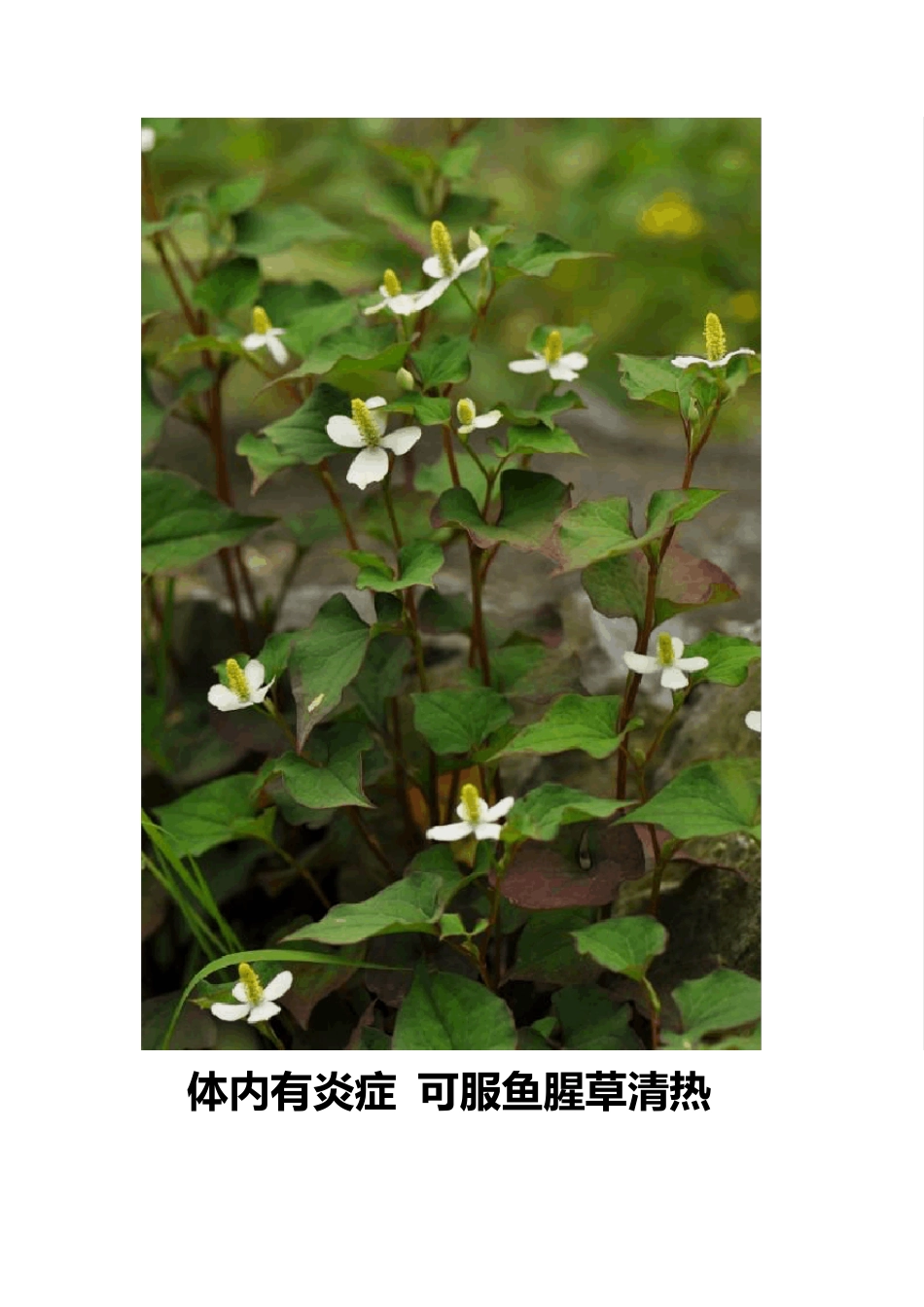 天然第一抗生素——鱼腥草_第2页