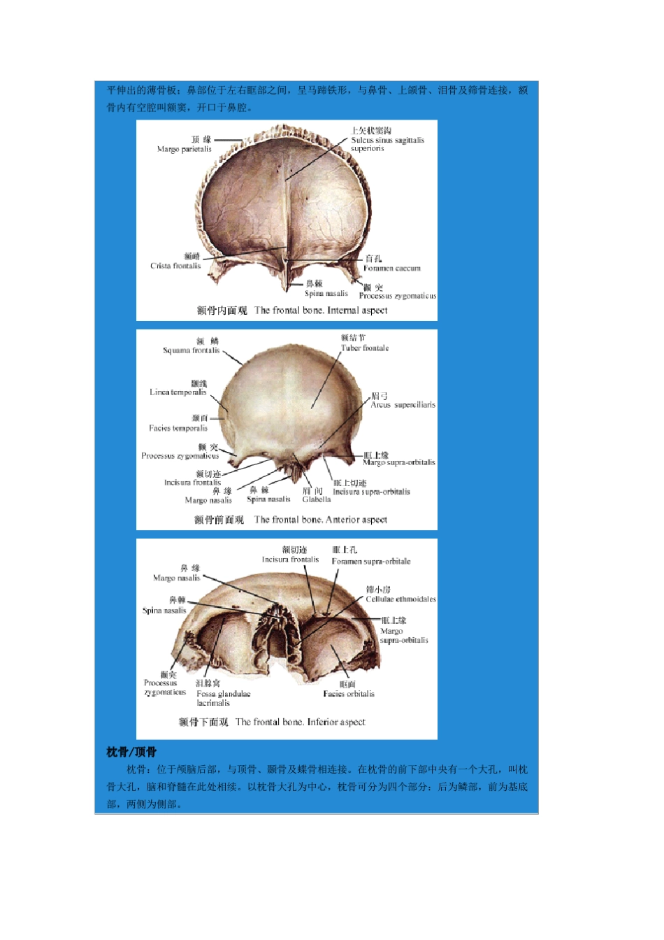 头部骨骼结构(附图)_第2页