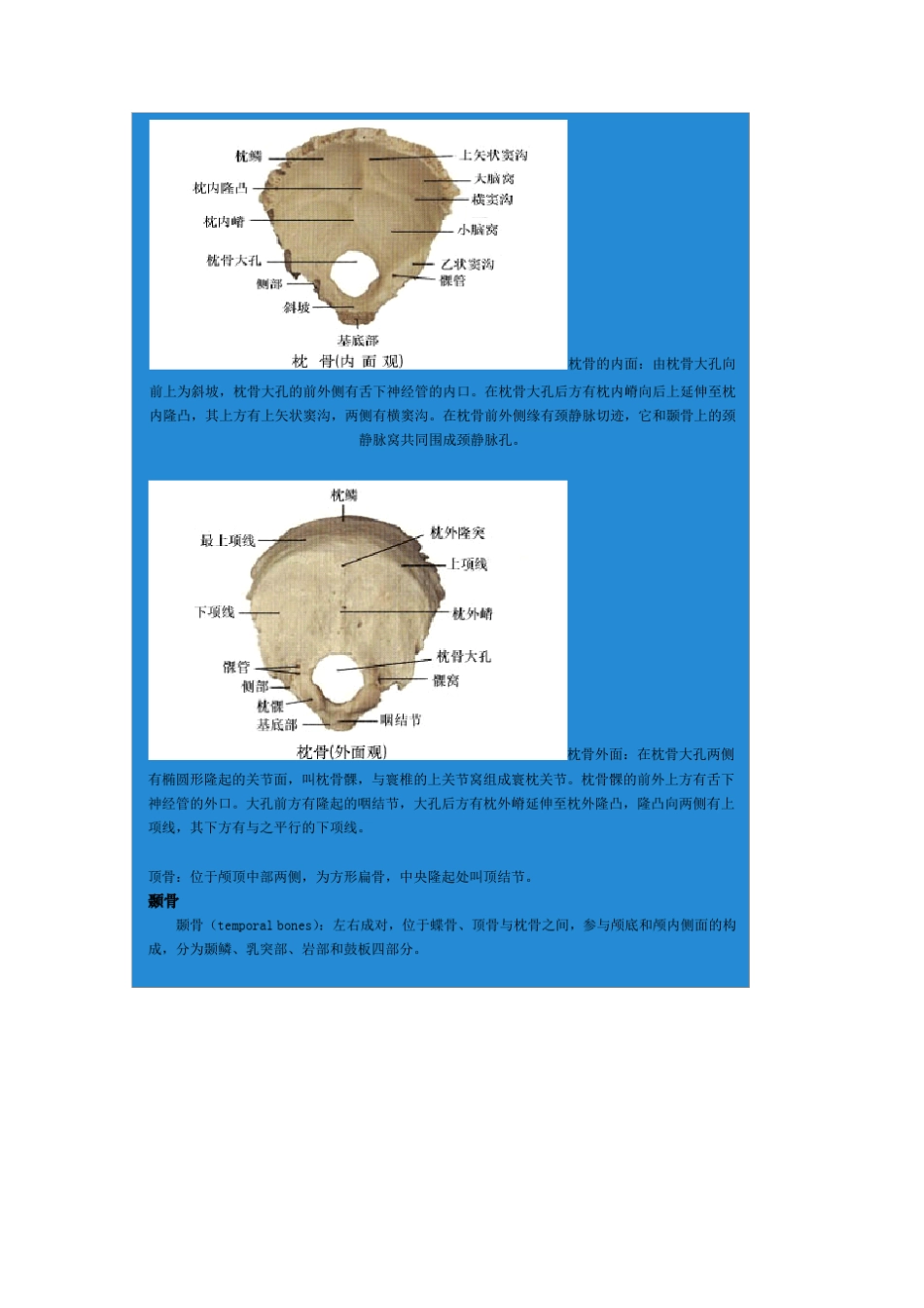 头部骨骼结构(附图)_第3页