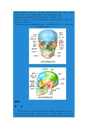 头部骨骼结构(附图)