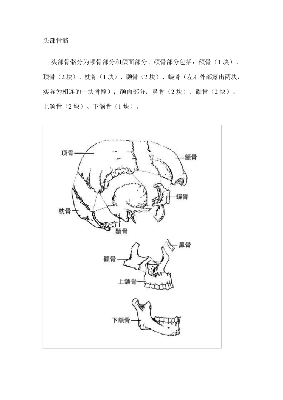 头部骨骼分析_第1页