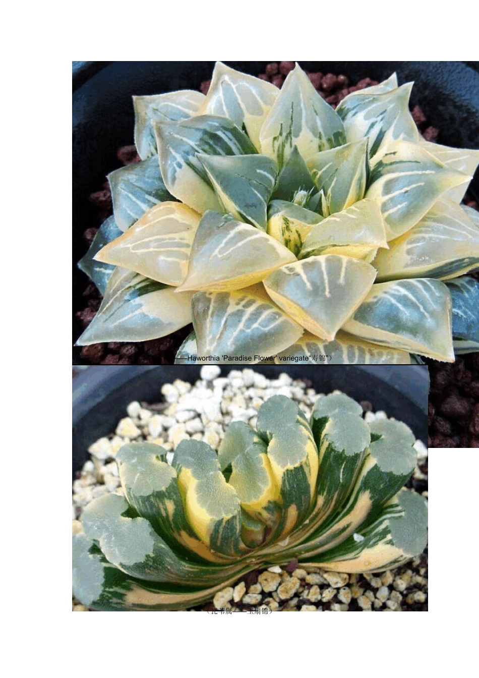 奇特的多肉多浆植物_第3页