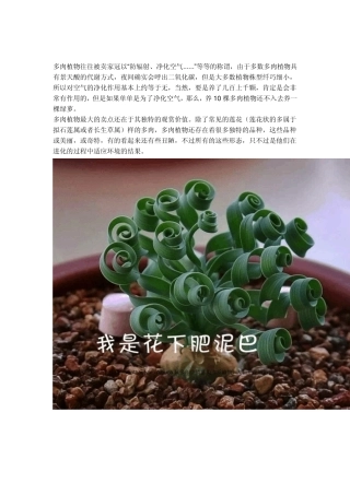 奇特的多肉多浆植物