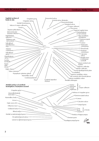 奈特神经解剖图谱.奈特.英文版