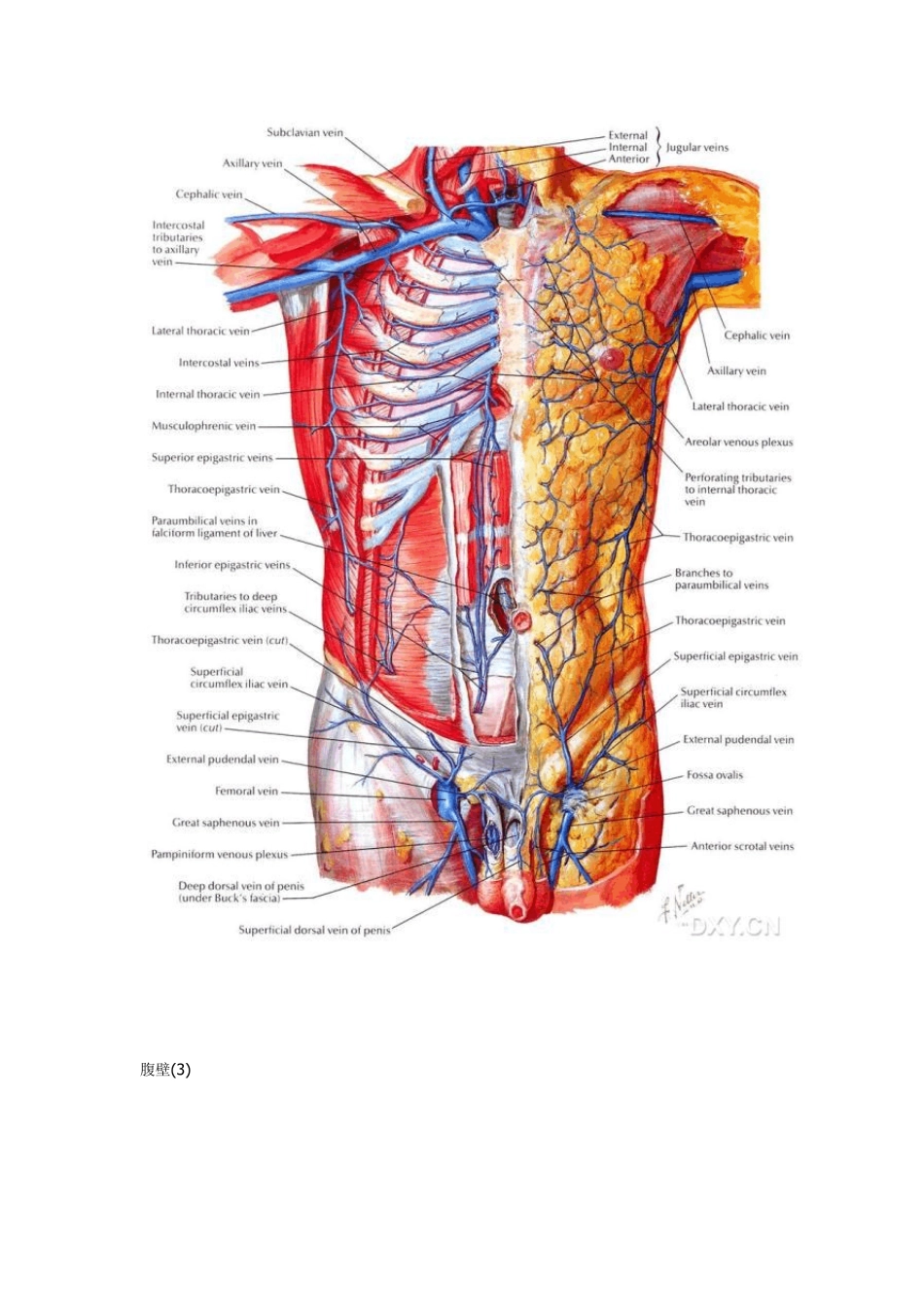 奈特图谱腹部解剖_第2页