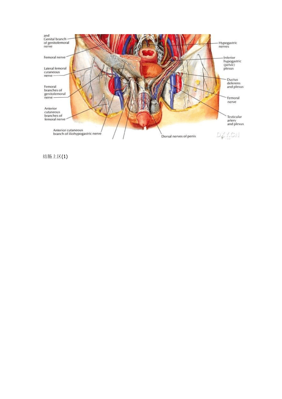 奈特图谱腹部解剖_第3页