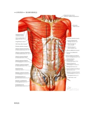 奈特图谱腹部解剖