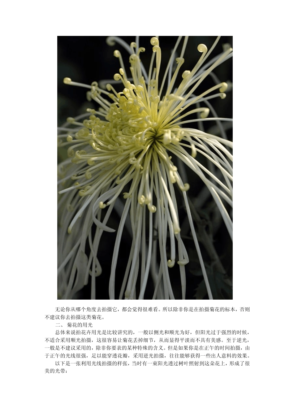 如何拍好菊花_第2页