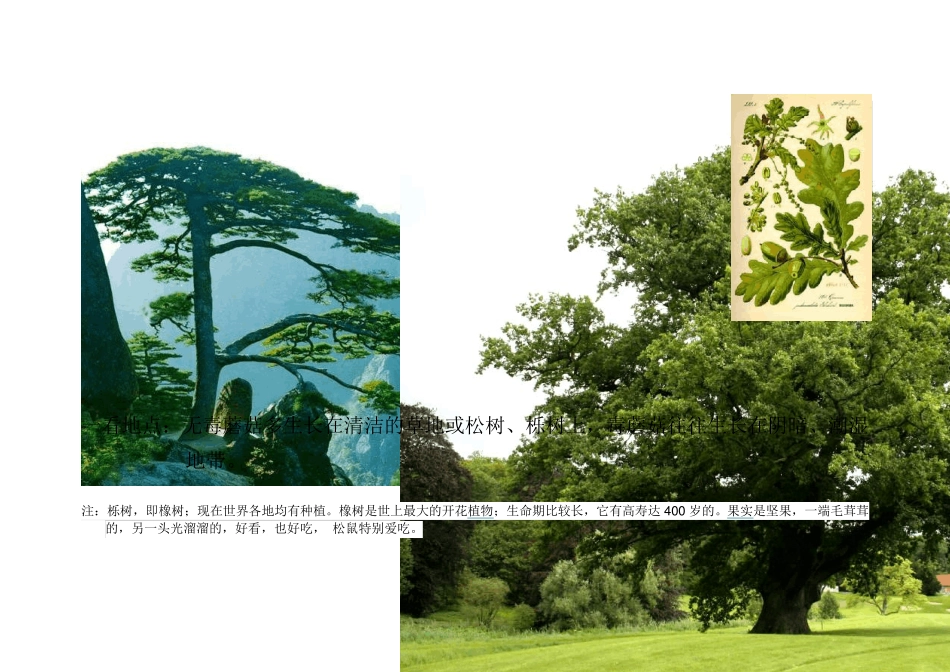 如何识别毒蘑菇_第3页