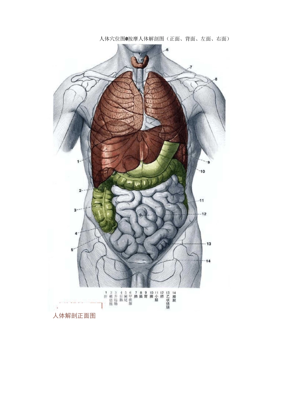 人体穴位图大全及详解_第1页