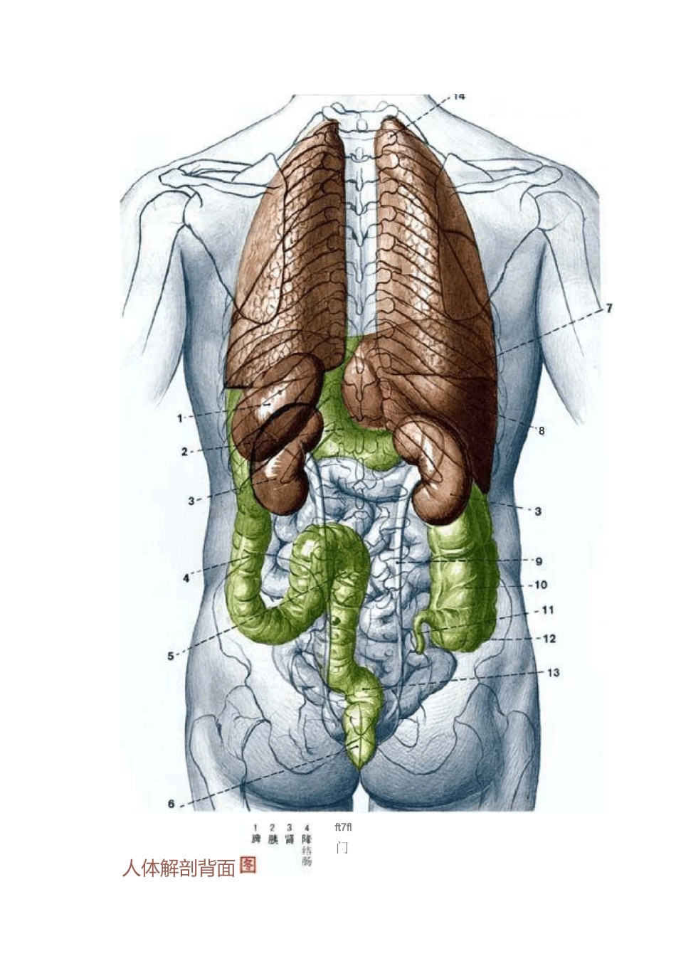 人体穴位图大全及详解_第2页