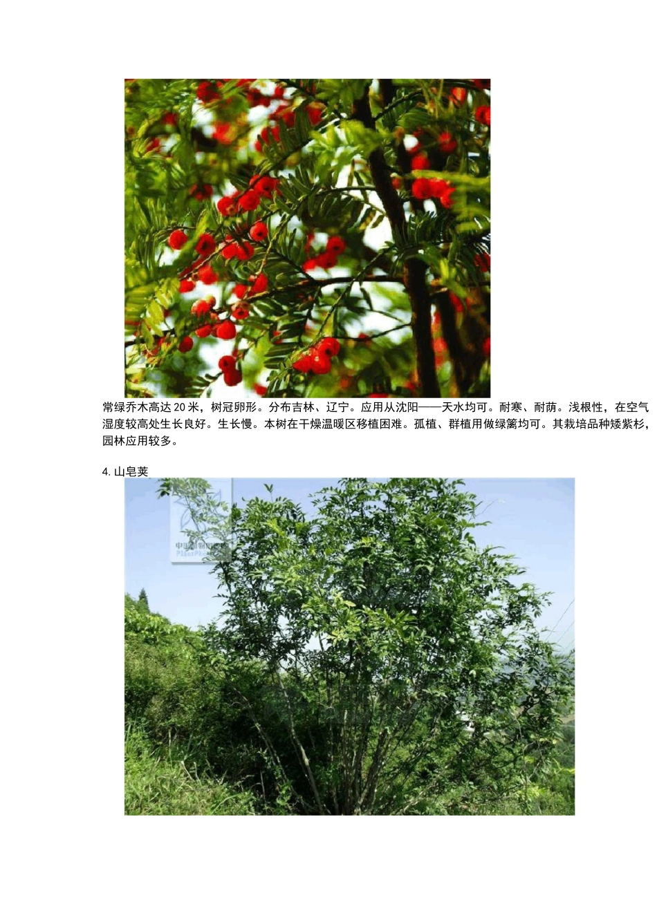 东北常用的30种景观植物_第3页