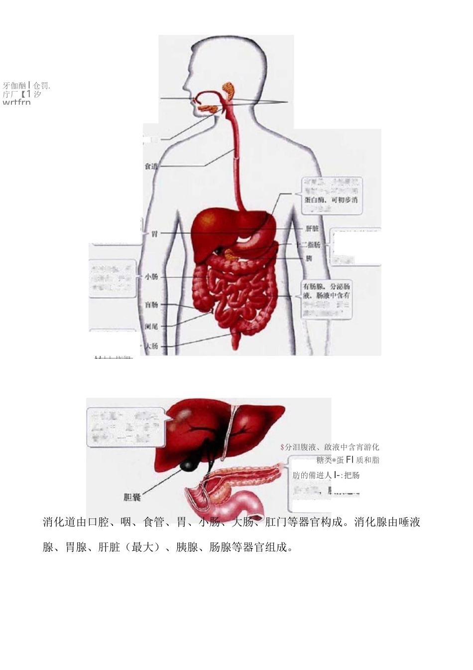 初中生物知识点生物圈中的人_第3页