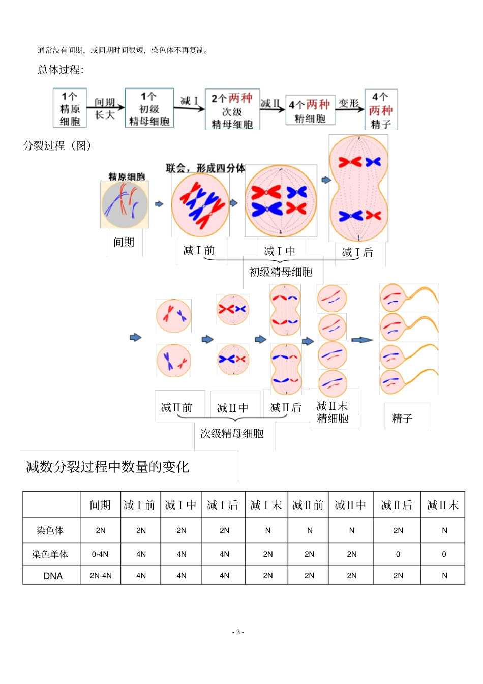 生物：1减数分裂和受精作用笔记总结_第3页