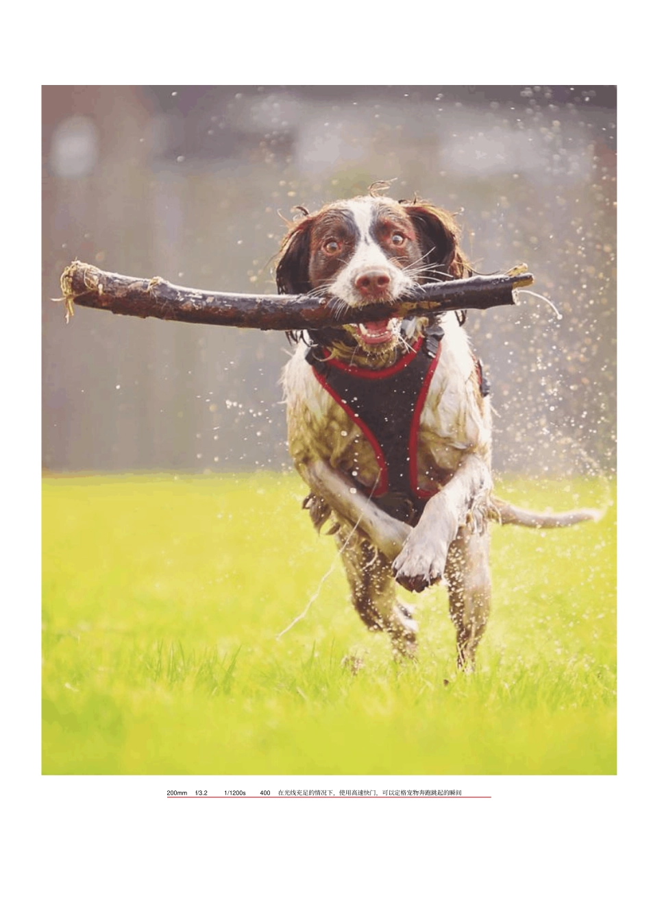 用光角度简单了解动物摄影中常用到的光线知识讲解_第2页