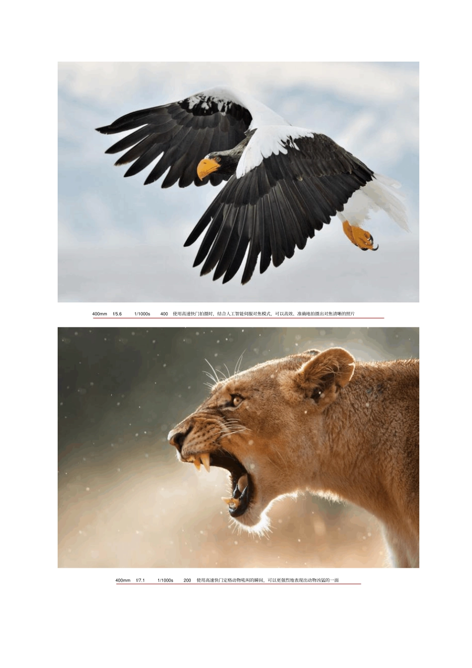 用光角度简单了解动物摄影中常用到的光线知识讲解_第3页