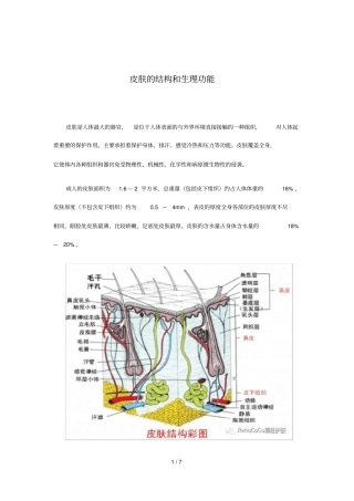 皮肤的结构和生理功能