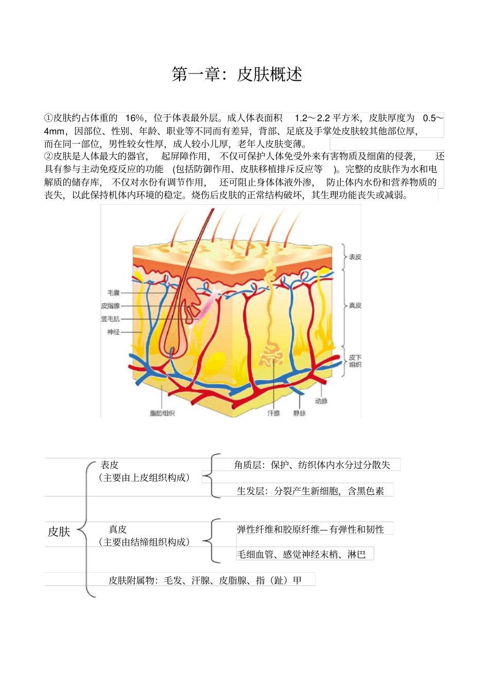 皮肤管理基础知识_第1页