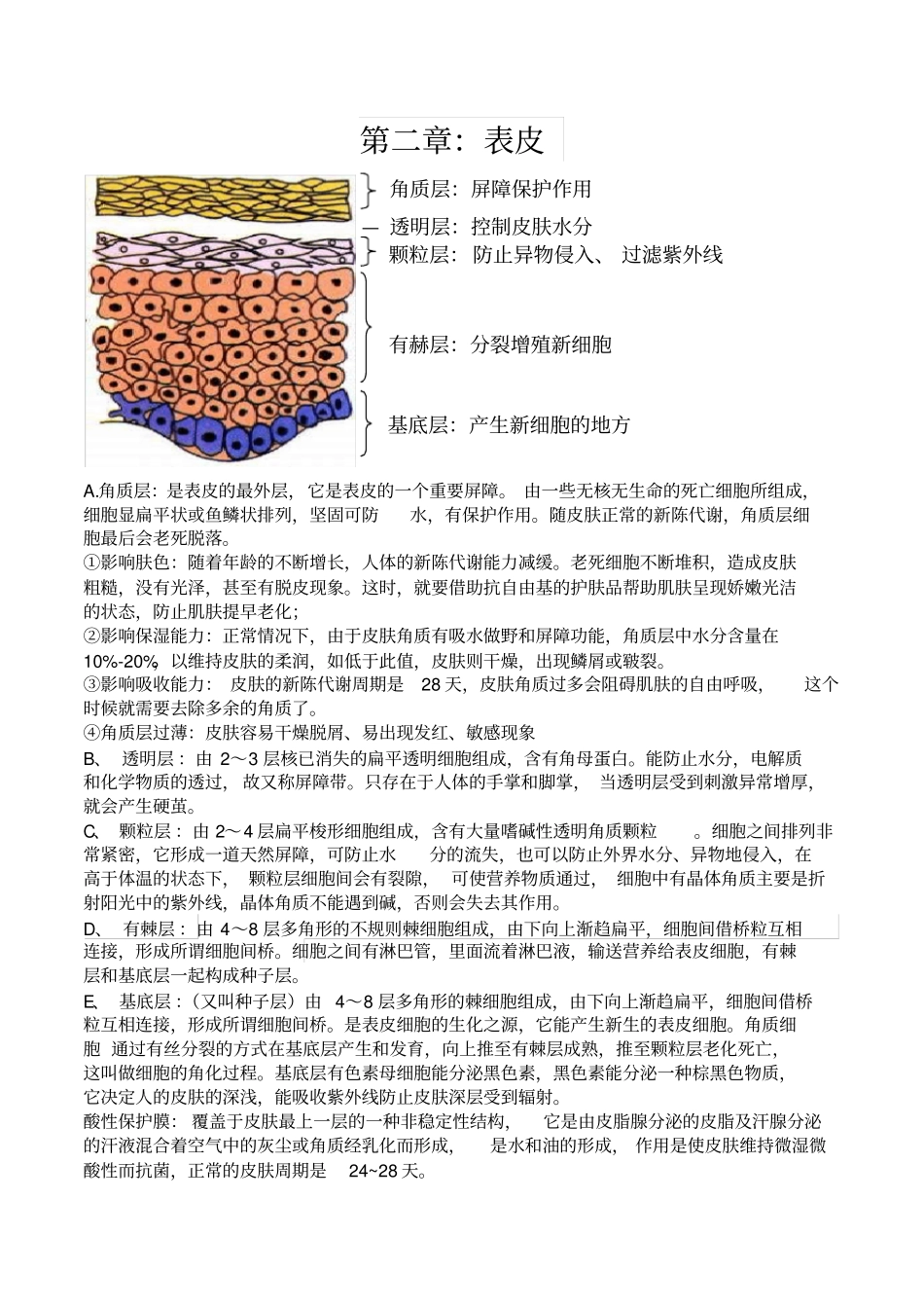 皮肤管理基础知识_第2页