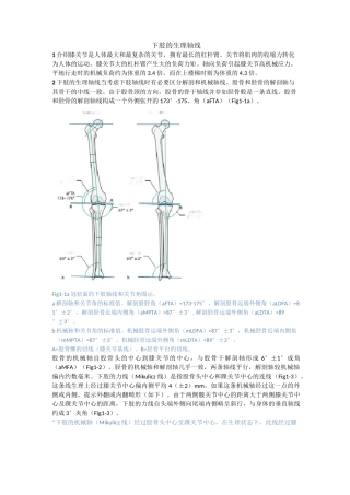 第1章 下肢的生理轴线