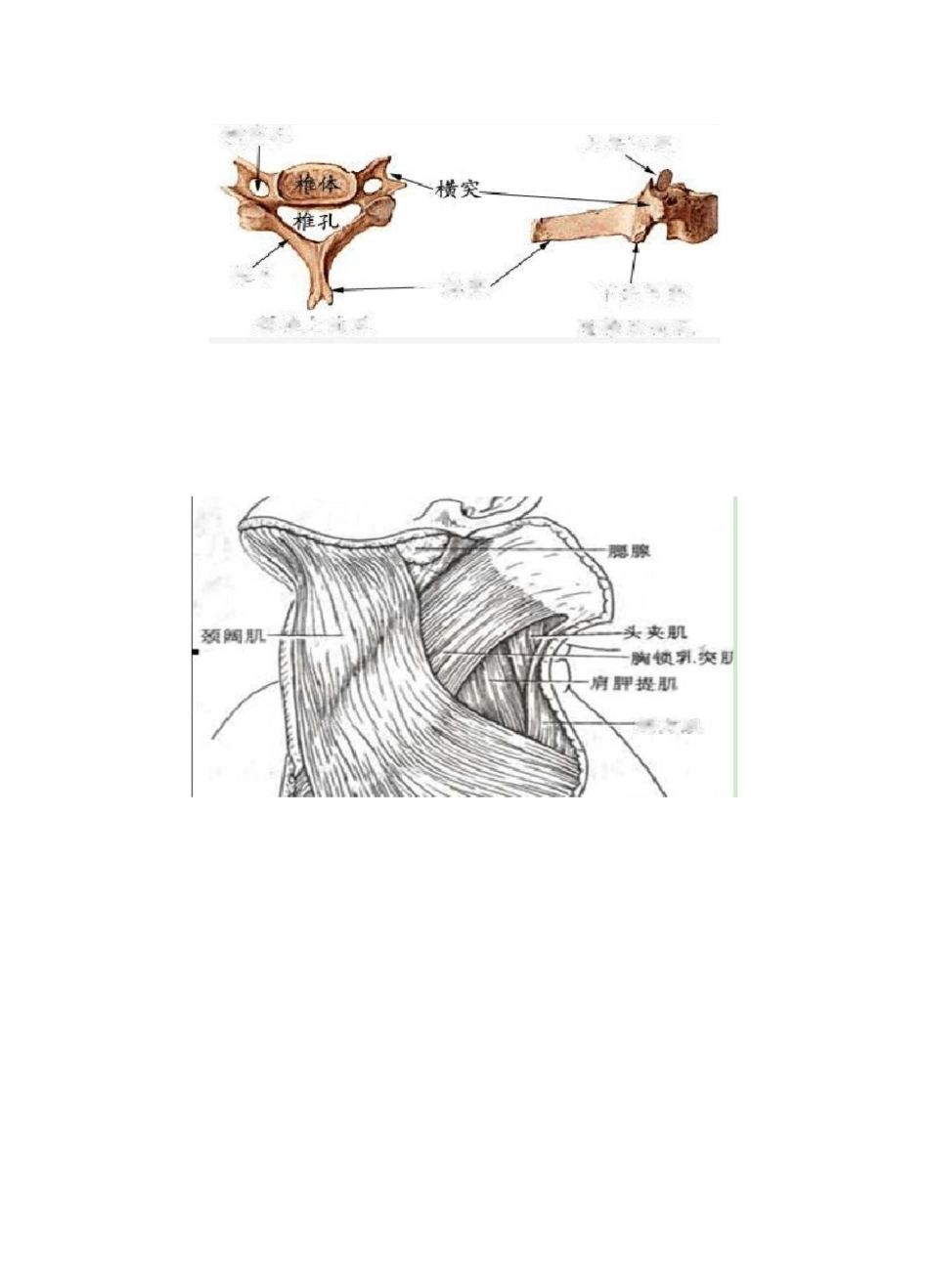颈椎病内容整理(多图)_第2页