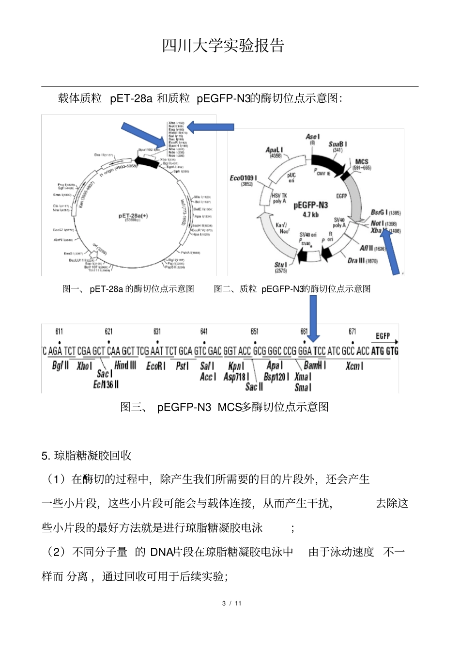 目的基因双酶切和电泳纯化胶回收试验报告_第3页