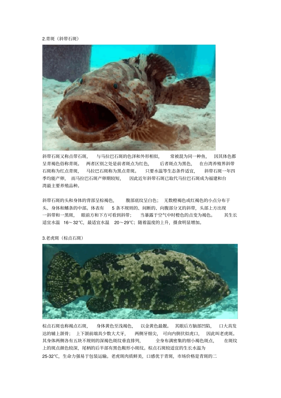 石斑鱼权威介绍资料_第2页