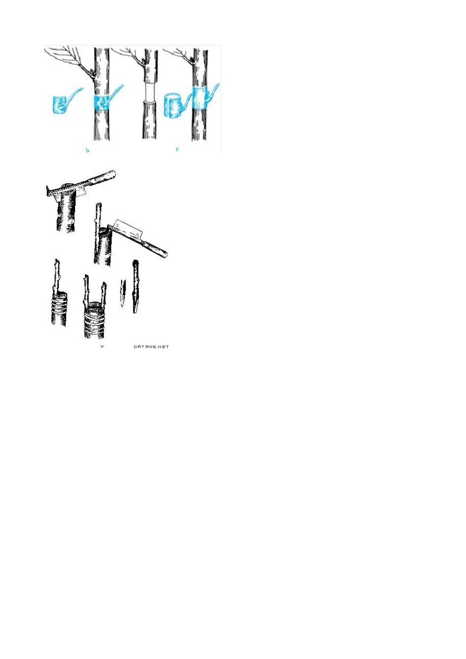 嫁接方法和种类_第2页