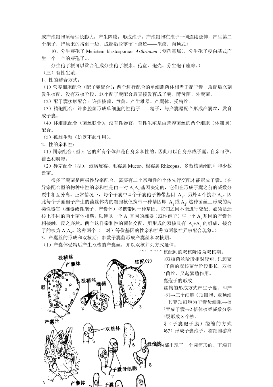 子囊菌Ascomycotina_第2页