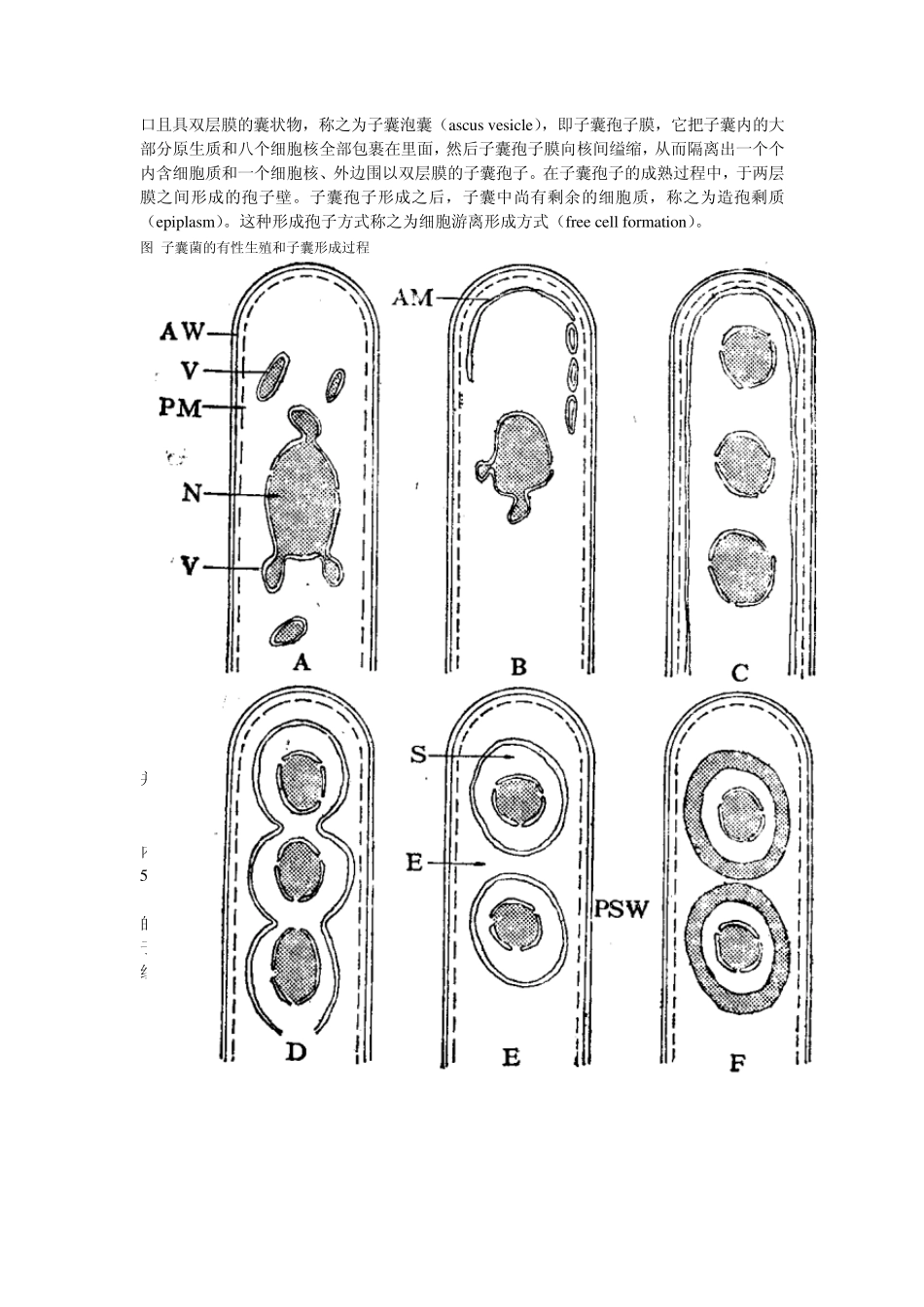 子囊菌Ascomycotina_第3页