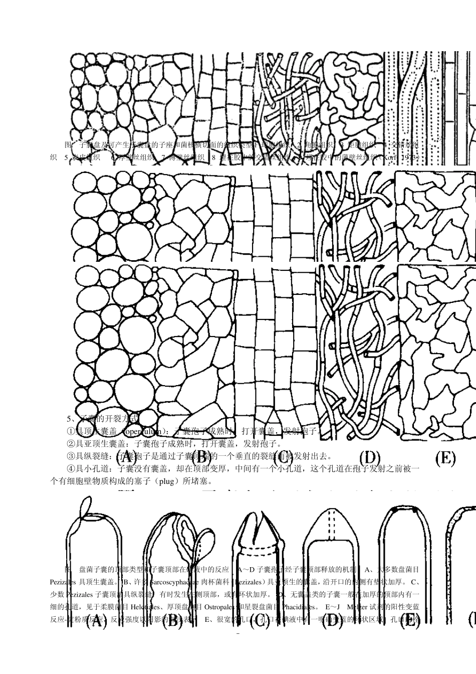 子囊菌亚门盘菌纲Discomycetes_第2页
