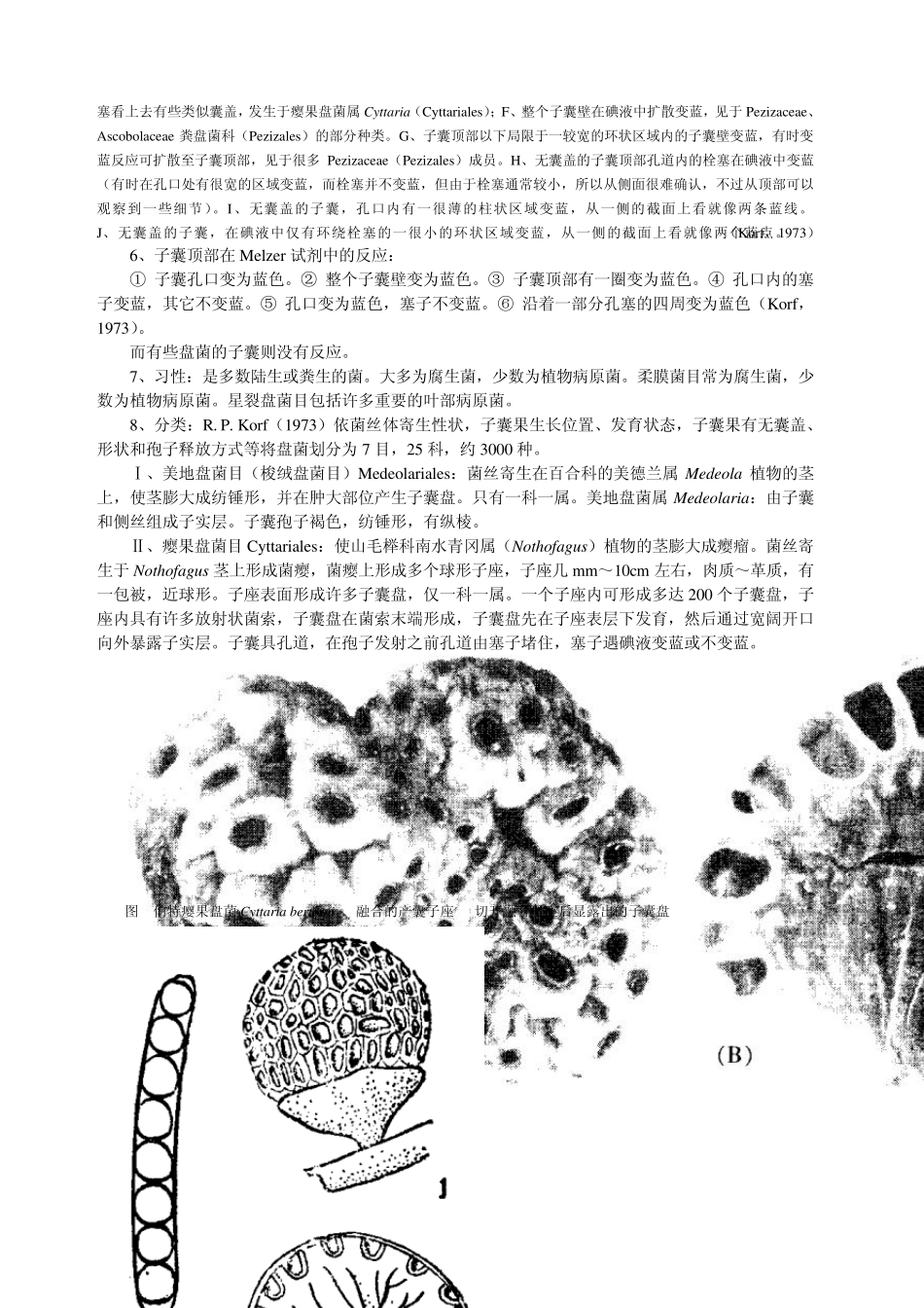 子囊菌亚门盘菌纲Discomycetes_第3页