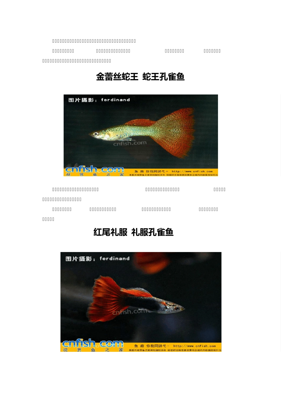 孔雀鱼品种—图鉴_第2页