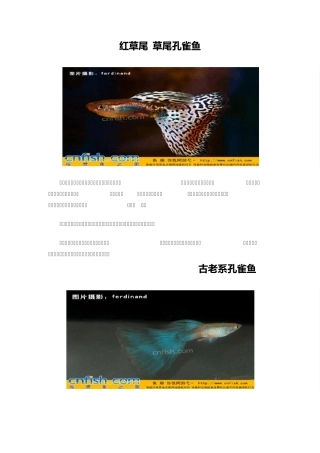 孔雀鱼品种—图鉴
