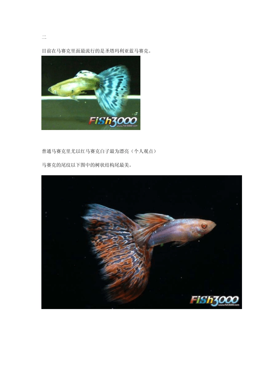 孔雀鱼的品种带图片_第2页