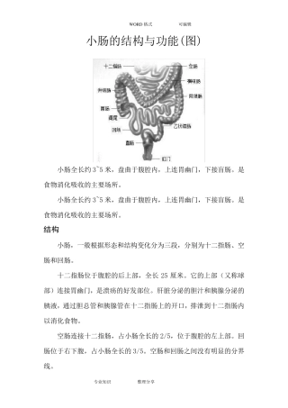 小肠的结构和功能(图)