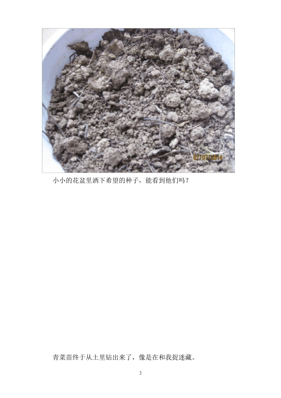 小青菜生长记_第2页