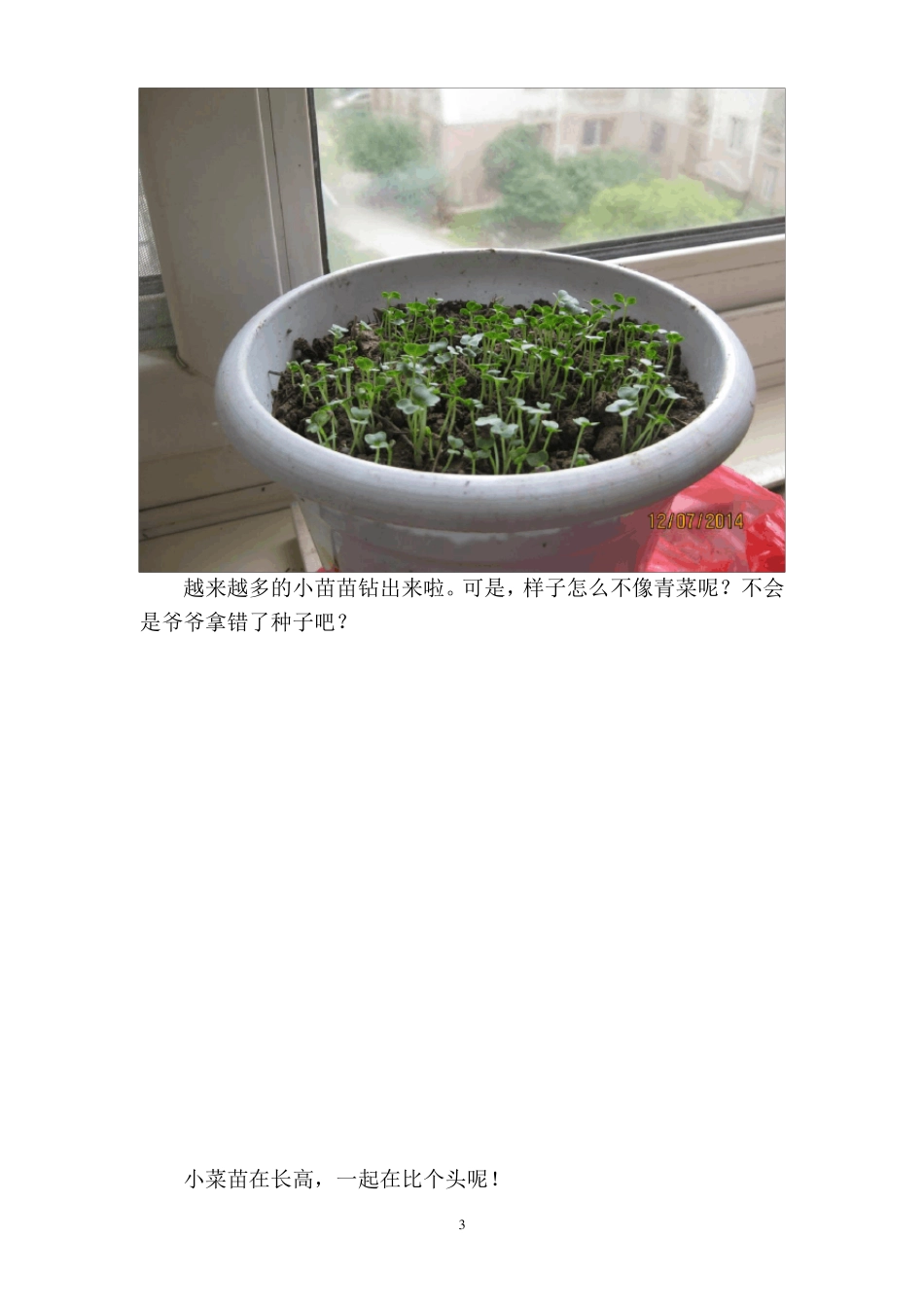小青菜生长记_第3页