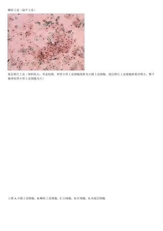 尿沉渣图谱第二册