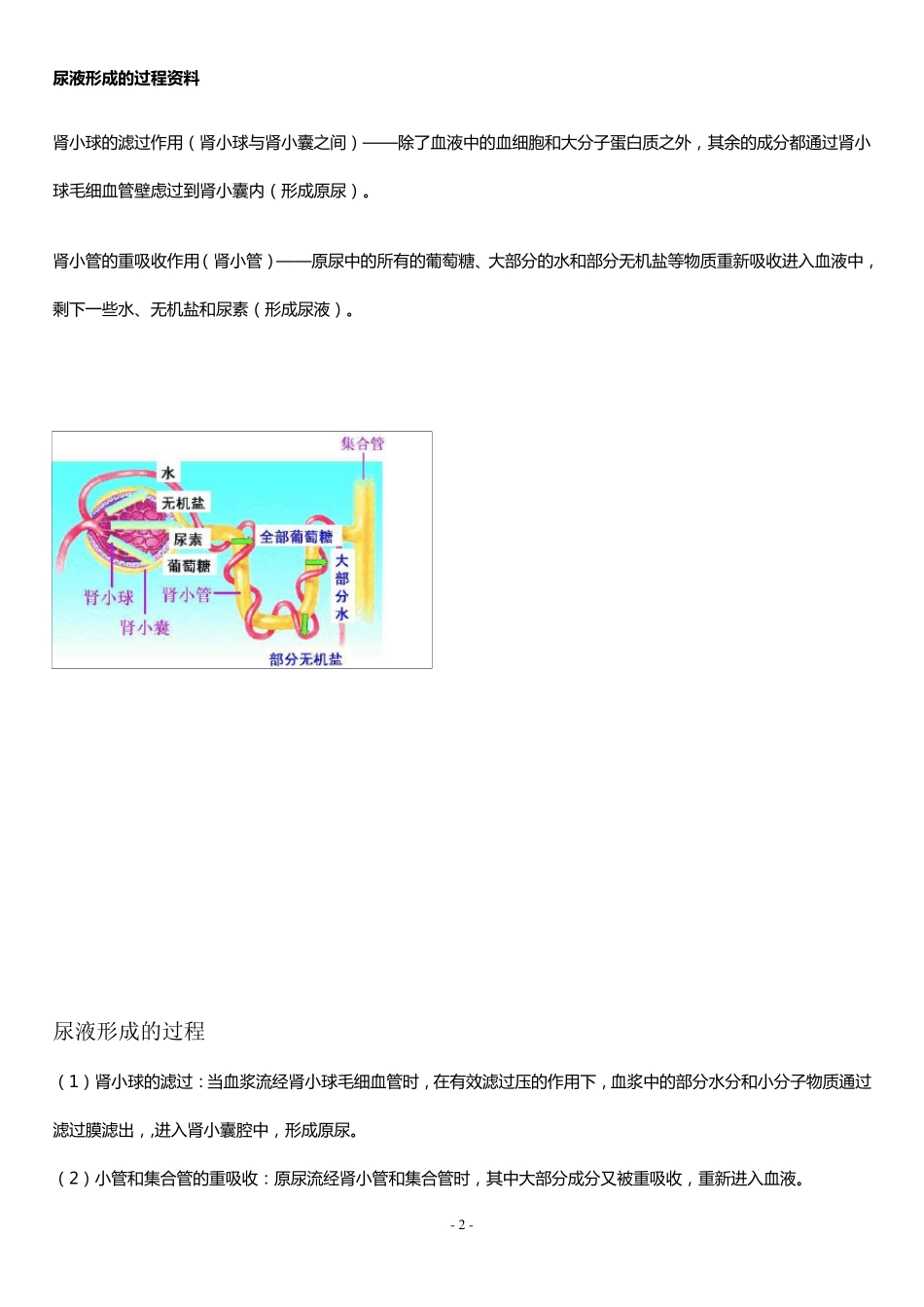 尿液形成的过程资料_第2页