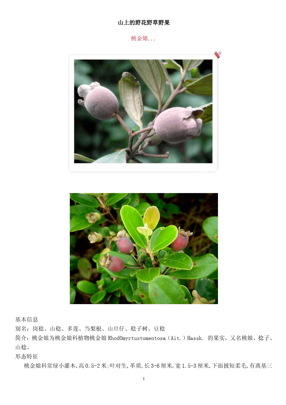 山上的野花野草野果(超多图)_第1页
