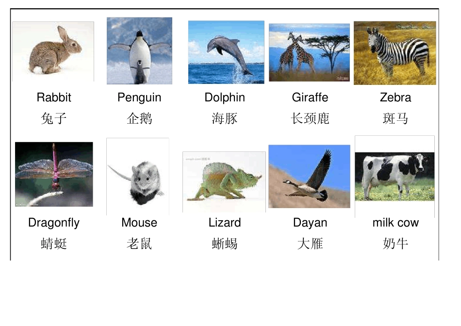 幼儿童趣英语单词彩色图片卡可以自行添加打印动物篇_第2页